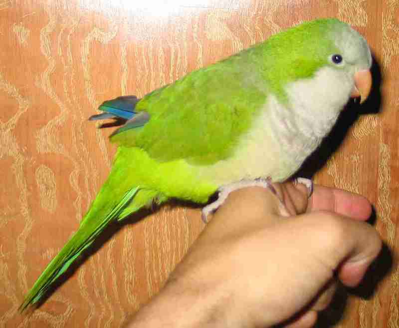 Monk Parakeet (Myiopsitta monachus) - Wiki; DISPLAY FULL IMAGE.