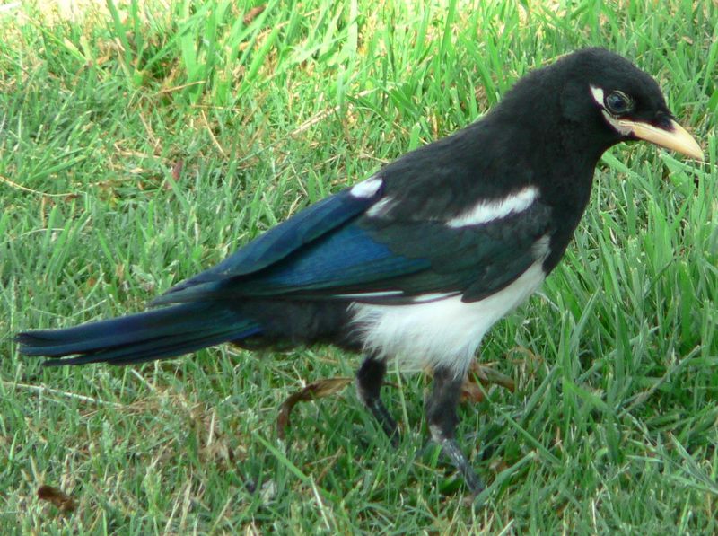Yellow-billed Magpie (Pica nuttalli) - Wiki; DISPLAY FULL IMAGE.