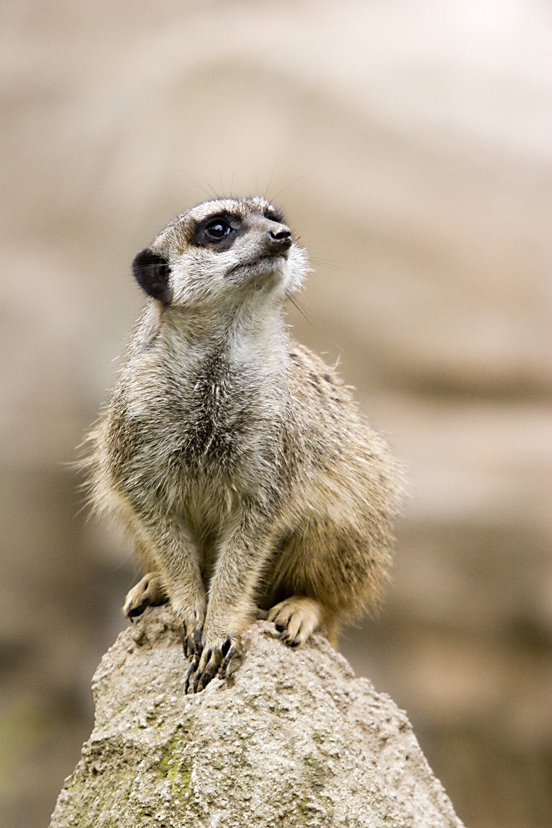 Meerkat (Suricata suricatta) - Wiki; DISPLAY FULL IMAGE.