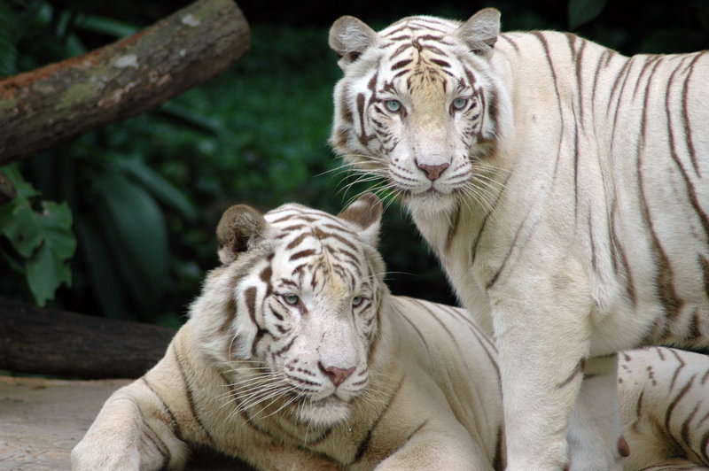 Asia Album: 2 Royal Bengal Tiger cubs playing with mother at zoo