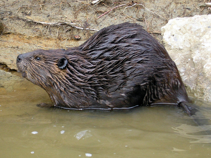 American Beaver (Castor canadensis) - Wiki; DISPLAY FULL IMAGE.