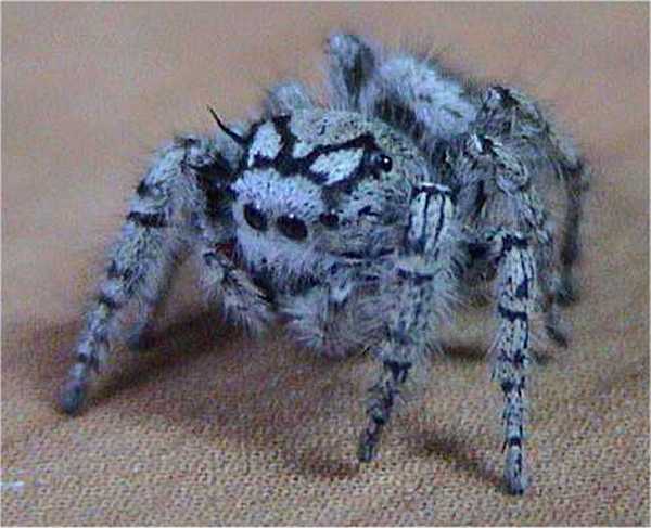Jumping Spider (Salticidae) - Wiki; Image ONLY