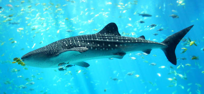 Whale Shark (Rhincodon typus) - Wiki; DISPLAY FULL IMAGE.