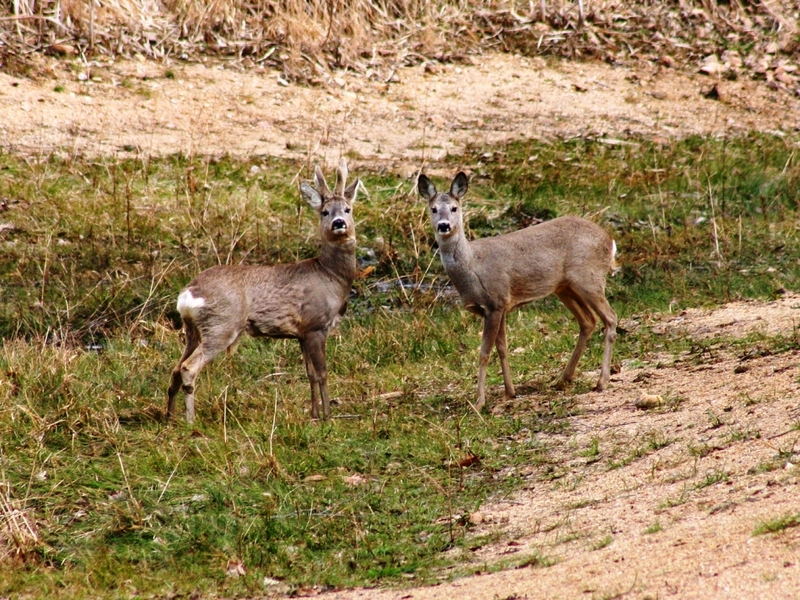 European Roe Deer (Capreolus capreolus) - Wiki; DISPLAY FULL IMAGE.