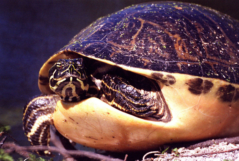 Florida Redbelly Turtle (Pseudemys nelsoni) - Wiki; DISPLAY FULL IMAGE.
