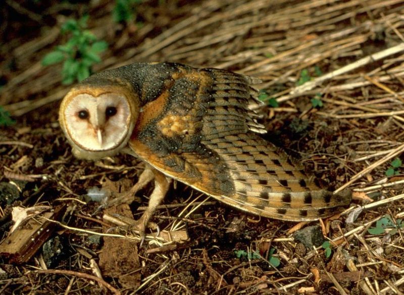 Barn Owl (Tyto alba) - Wiki; DISPLAY FULL IMAGE.