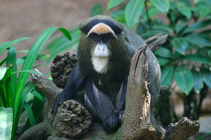 De Brazza's Monkey (Cercopithecus neglectus) - Wiki; Image ONLY