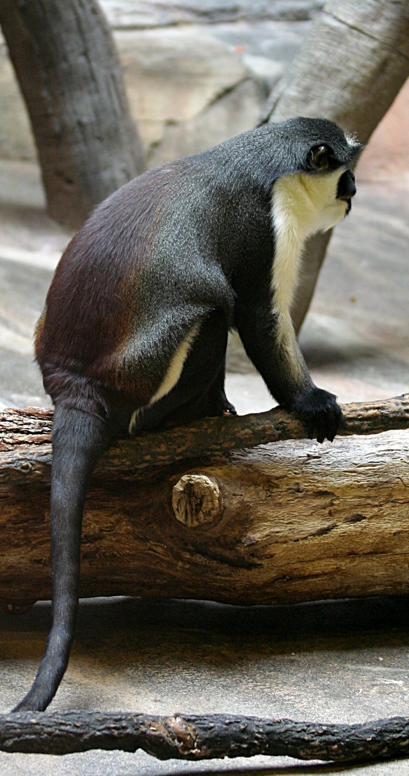 Diana Monkey (Cercopithecus diana) - Wiki; DISPLAY FULL IMAGE.