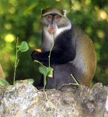 Blue monkey - Wikipedia