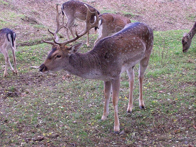 Fallow Deer (Dama dama) - Wiki; DISPLAY FULL IMAGE.