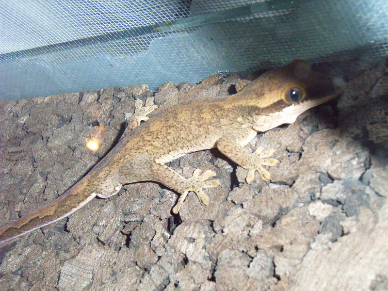 Sarasin's Giant Gecko (Rhacodactylus sarasinorum) - Wiki; DISPLAY FULL IMAGE.