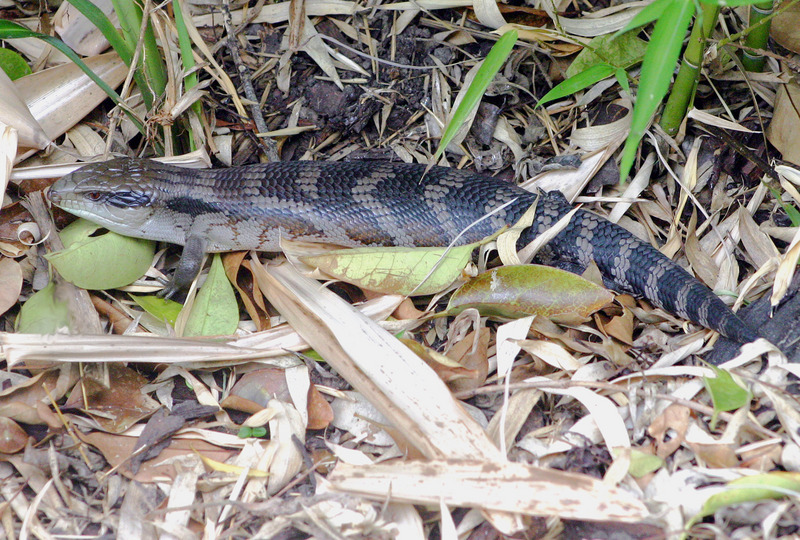 Eastern Blue-tongued Lizard (Tiliqua scincoides scincoides) - Wiki; DISPLAY FULL IMAGE.