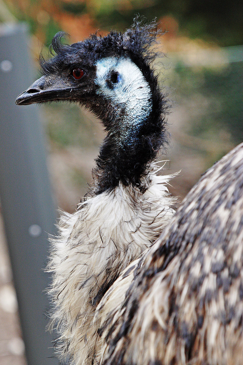 Emu (Dromaius novaehollandiae) - Wiki; DISPLAY FULL IMAGE.