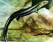 Coal Skink (Eumeces anthracinus) - Wiki; Image ONLY