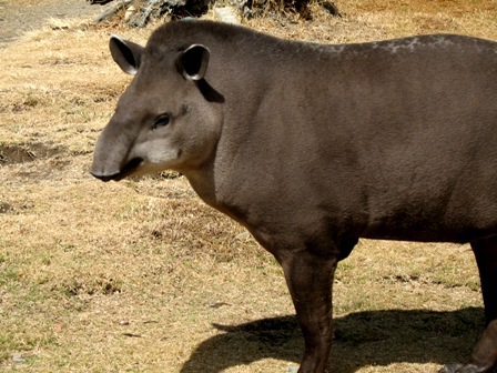 Brazilian Tapir (Tapirus terrestris) - Wiki