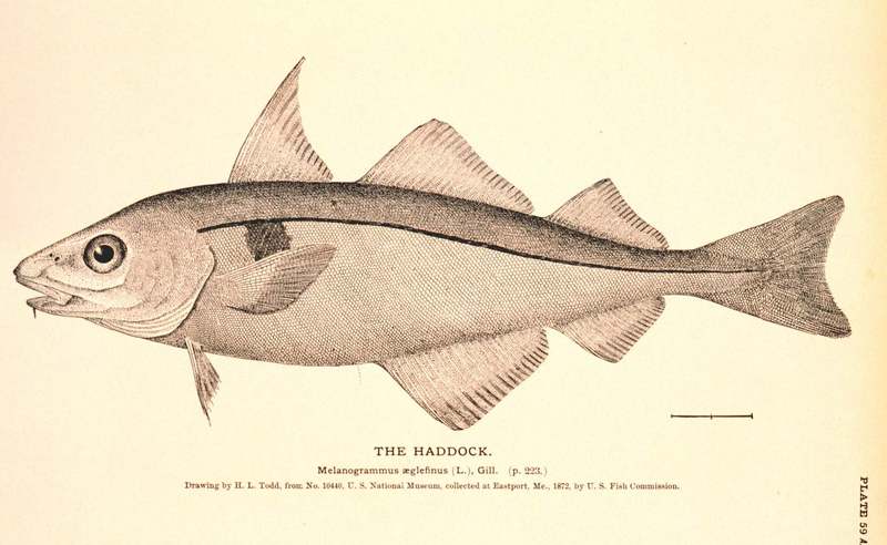 Haddock (Melanogrammus aeglefinus) - Wiki; DISPLAY FULL IMAGE.