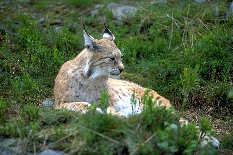 Eurasian Lynx (Lynx lynx) - Wiki; DISPLAY FULL IMAGE.