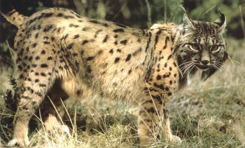 Iberian Lynx (Lynx pardinus) - Wiki; Image ONLY