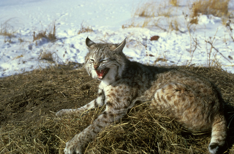 Bobcat (Lynx rufus) - Wiki; DISPLAY FULL IMAGE.