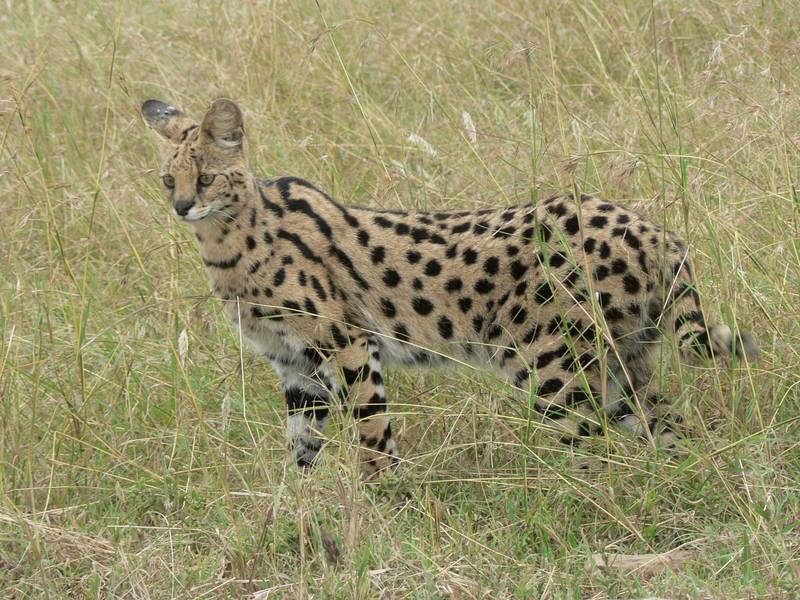 Serval (Leptailurus serval) - Wiki; DISPLAY FULL IMAGE.