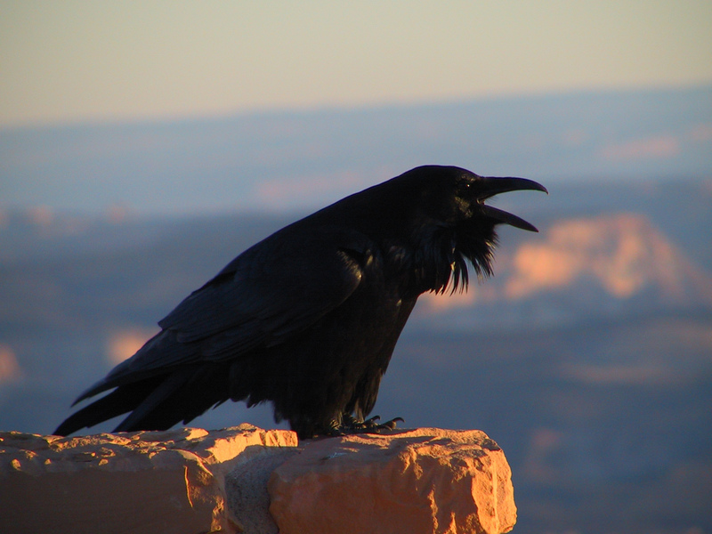 Common Raven (Corvus corax) - Wiki; DISPLAY FULL IMAGE.