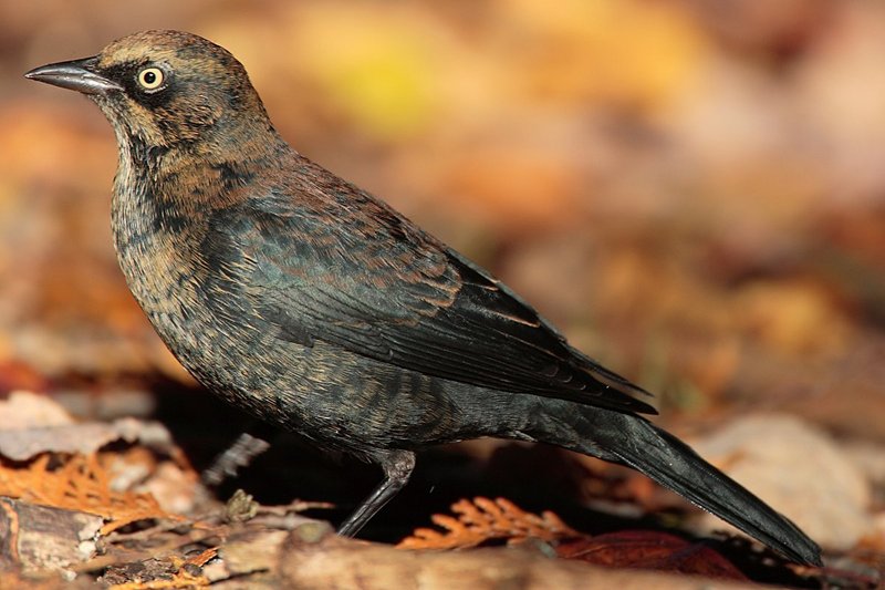 Rusty Blackbird (Euphagus carolinus) - Wiki; DISPLAY FULL IMAGE.