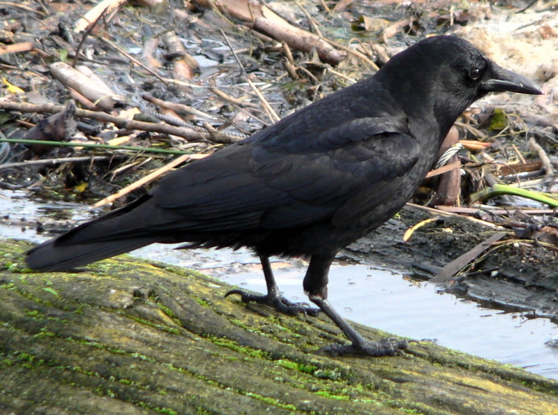 American Crow (Corvus brachyrhynchos) - Wiki; DISPLAY FULL IMAGE.