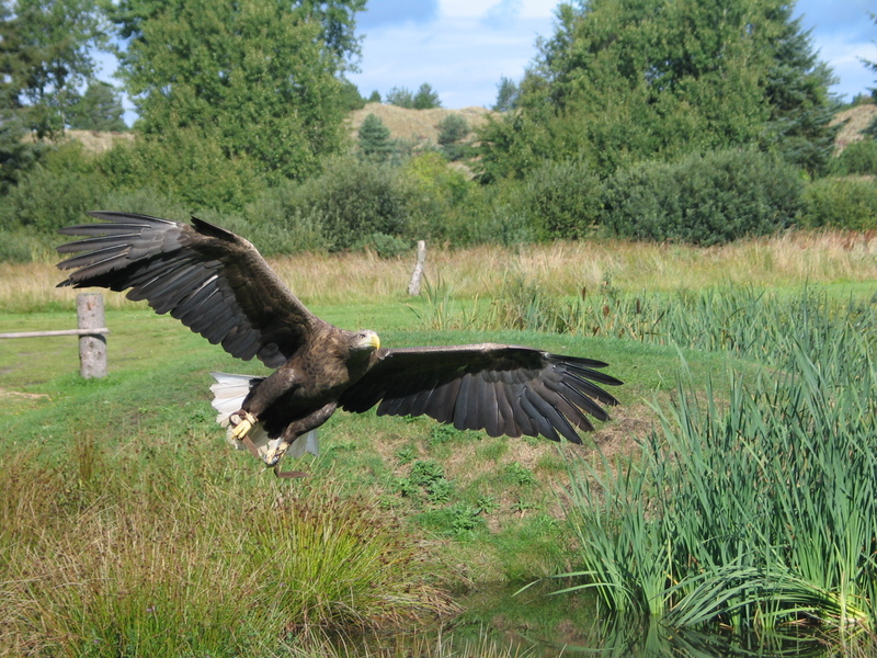 White-tailed Eagle (Haliaeetus albicilla) - Wiki; DISPLAY FULL IMAGE.