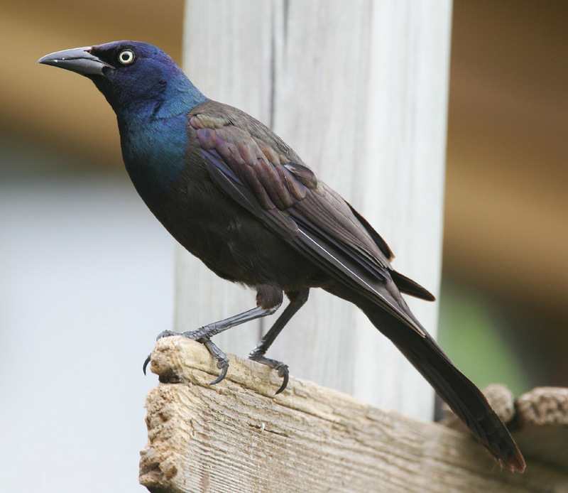 Common Grackle (Quiscalus quiscula) - Wiki; DISPLAY FULL IMAGE.