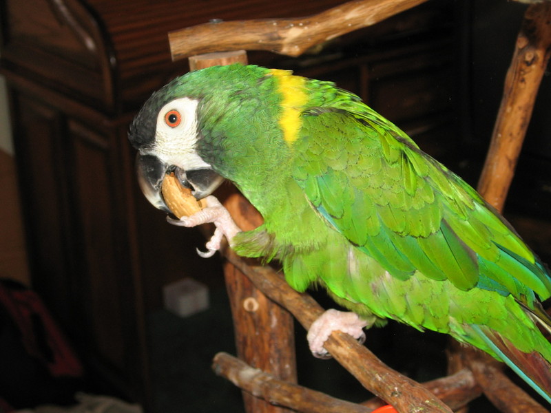 Macaw (Psittacidae) - Wiki