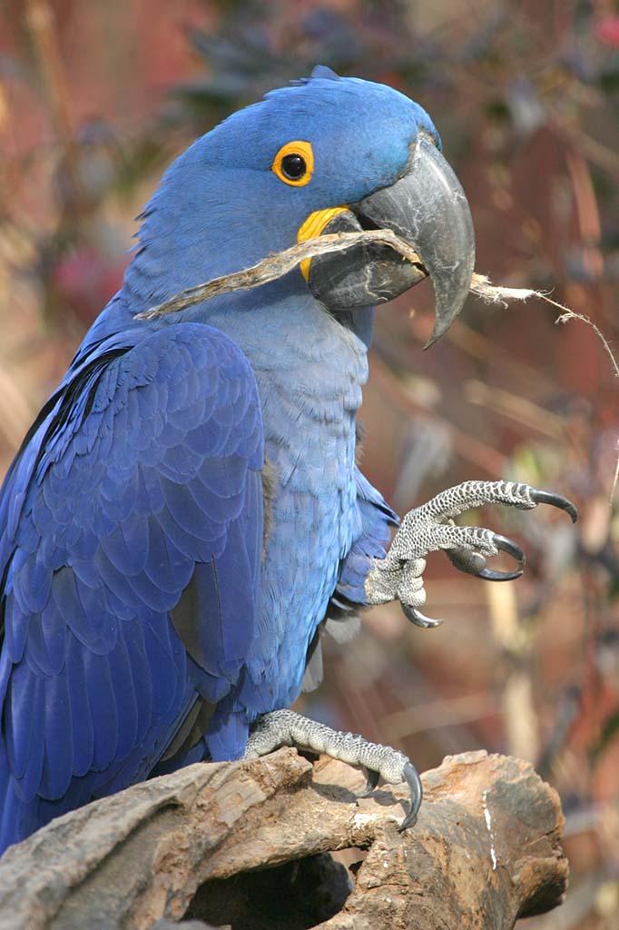 Hyacinth Macaw (Anodorhynchus hyacinthinus) - Wiki; Image ONLY