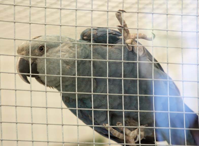Spix's Macaw (Cyanopsitta spixii) - Wiki; DISPLAY FULL IMAGE.