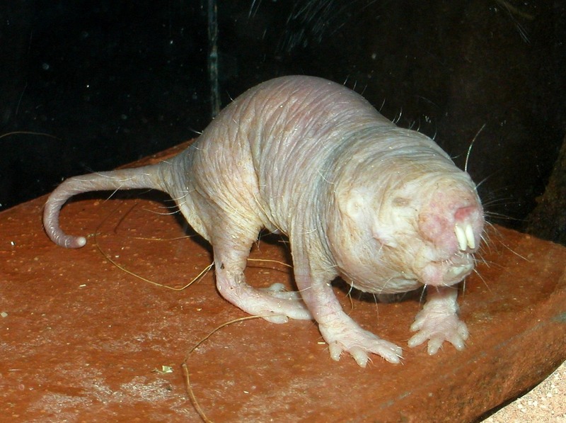 Naked Mole Rat (Heterocephalus glaber) - Wiki; DISPLAY FULL IMAGE.