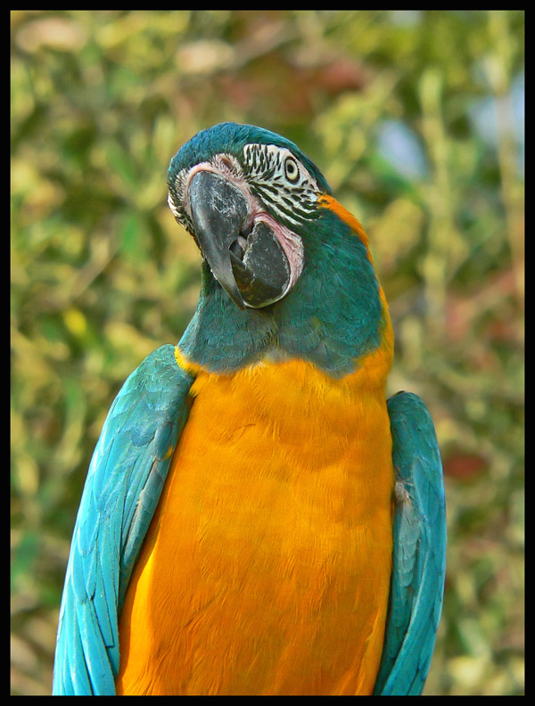 utilstrækkelig Kaptajn brie stabil Blue-throated Macaw (Ara glaucogularis) - Wiki