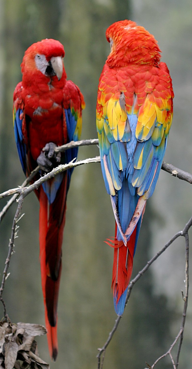 Scarlet Macaw (Ara macao) - Wiki; DISPLAY FULL IMAGE.