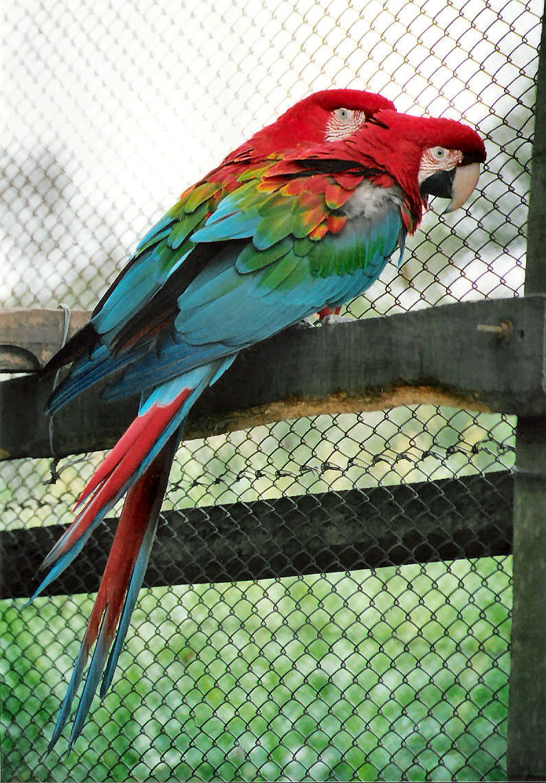Red-and-green Macaw (Ara chloroptera) - Wiki; DISPLAY FULL IMAGE.