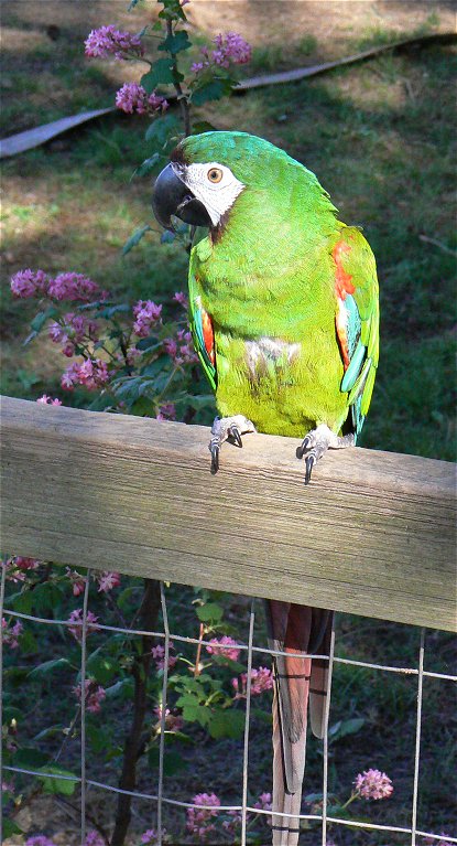 kimplante maskinskriver Australsk person Chestnut-fronted Macaw (Ara severa) - Wiki