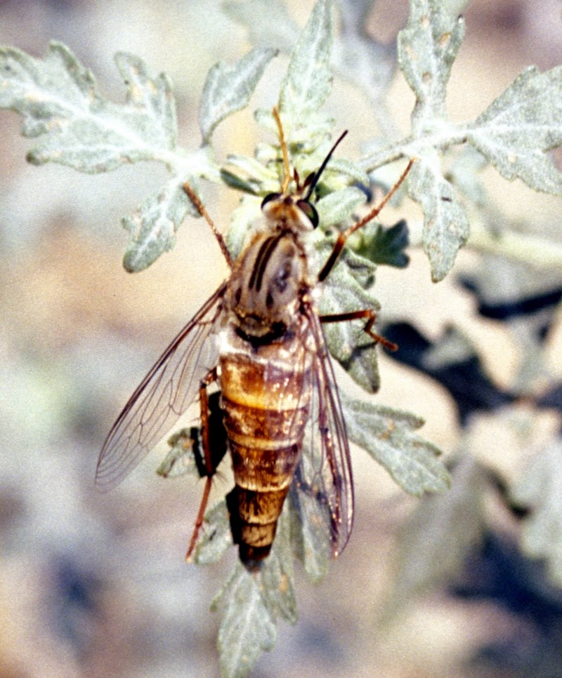 Delhi Sands Flower-loving Fly (Rhaphiomidas terminatus abdominalis) - Wiki; DISPLAY FULL IMAGE.