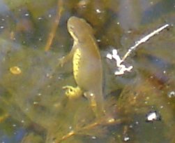 Eastern Newt (Notophthalmus viridescens) - Wiki; Image ONLY