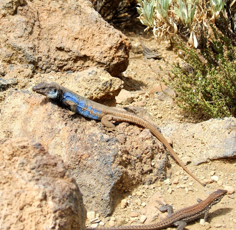 Canary Island Lizard (Gallotia galloti) - Wiki; DISPLAY FULL IMAGE.
