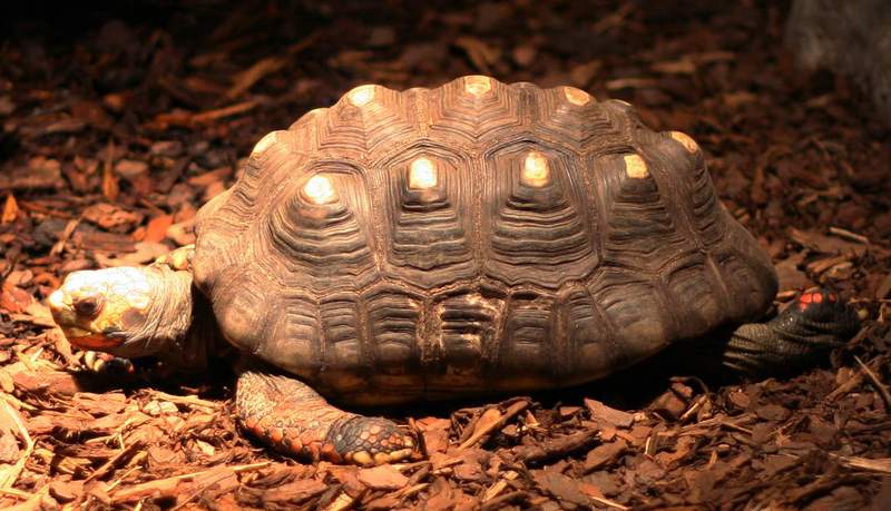 Red-footed Tortoise (Geochelone carbonaria) - Wiki; DISPLAY FULL IMAGE.