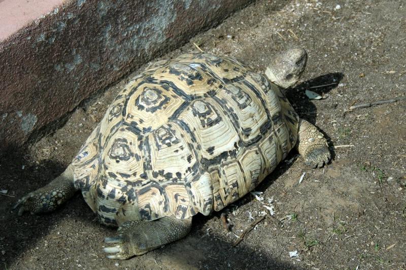 Leopard Tortoise (Geochelone pardalis) - Wiki; DISPLAY FULL IMAGE.