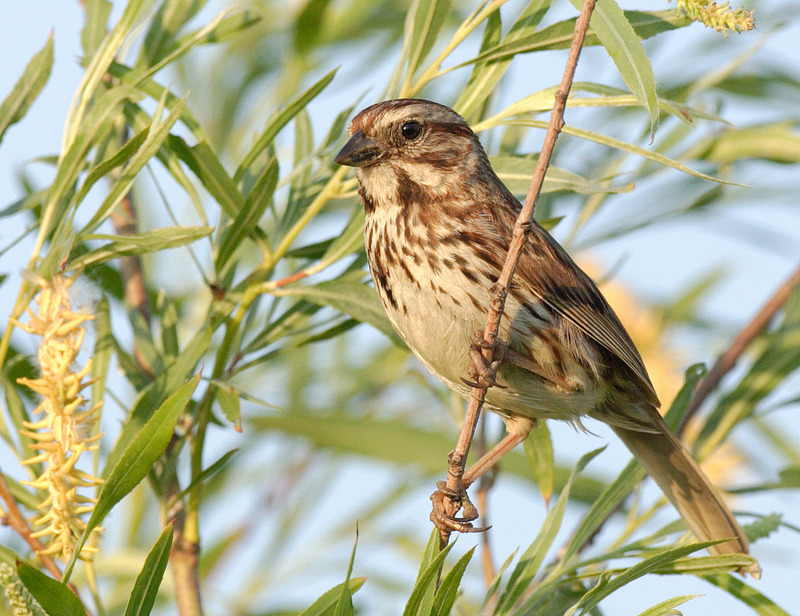 Song Sparrow (Melospiza melodia) - Wiki; DISPLAY FULL IMAGE.