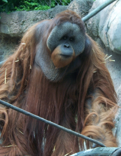 Bornean Orangutan (Pongo pygmaeus) - Wiki; Image ONLY