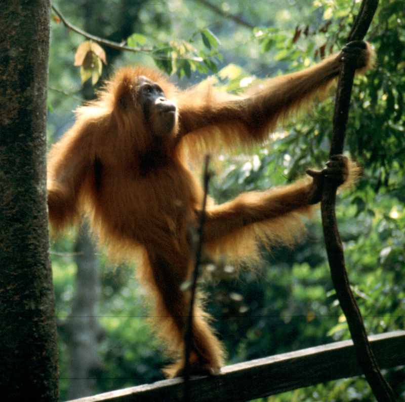 Sumatran Orangutan (Pongo abelii) - Wiki; DISPLAY FULL IMAGE.