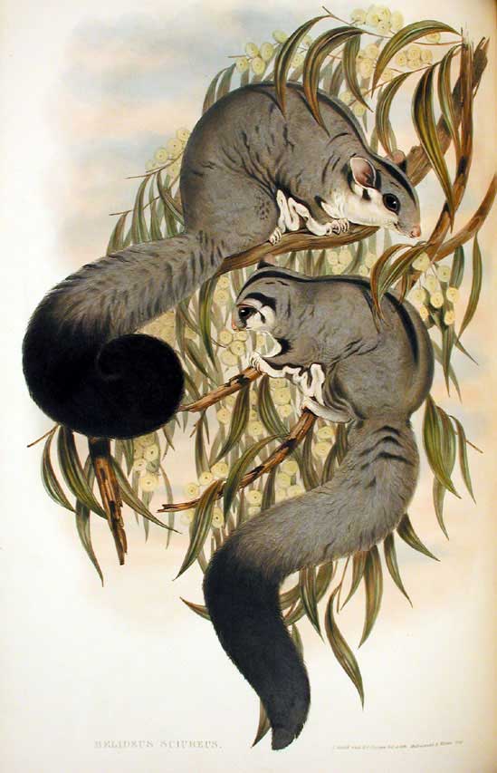 Squirrel Glider (Petaurus norfolcensis) - Wiki; Image ONLY