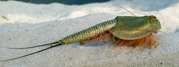 Tadpole Shrimp (Triops sp.) - Wiki; Image ONLY