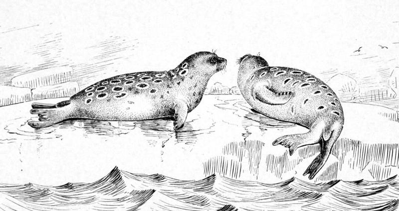 Ringed Seal (Pusa hispida) - Wiki; DISPLAY FULL IMAGE.