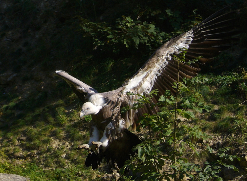 Himalayan Griffon Vulture (Gyps himalayensis) - Wiki; DISPLAY FULL IMAGE.