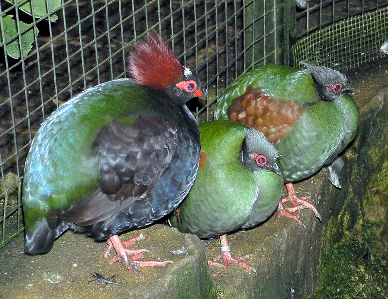 Crested Wood Partridge (Rollulus rouloul) - Wiki; DISPLAY FULL IMAGE.
